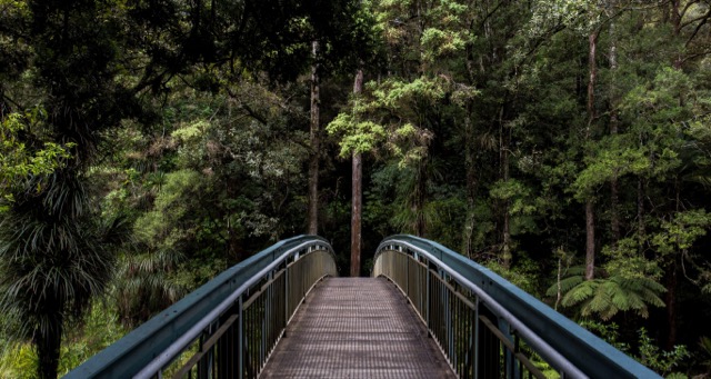 bridge leading into a tropical forest